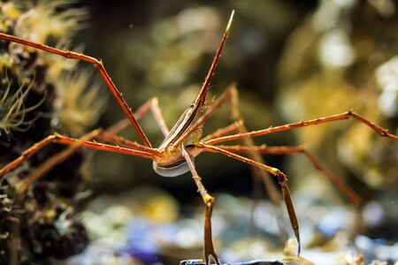 Arrow crab in the aquarium. Macro photography. (Stenorhynchus seticornis) Largeの写真素材
