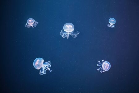 Several jellyfish (Rhizostoma pulmo) in deep blue waters. Seen from close up