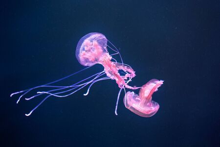 Shiny jellyfish pelagia noctiluca on the ocean depths. Seen from close upの写真素材