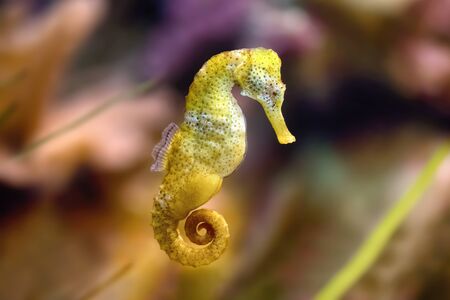 Slim seahorse in the aquarium (Hippocampus reidi), also known as long-snouted seahorse. Wild animal