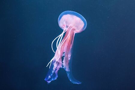 Pelagia noctiluca jellyfish on the ocean floor. Seen from close upの写真素材