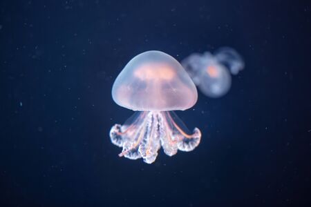 Bright jellyfish rhizostoma pulmo at the bottom of the sea. Seen from close upの写真素材