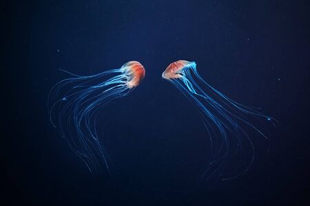 Two jellyfish swimming at the bottom of the sea. Chrysaora pacificaの写真素材