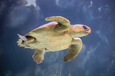 Sea turtle swimming under the ocean. Blue background