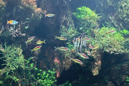 Many coral reef fish swimming in the aquarium. Diverse background coloursの写真素材