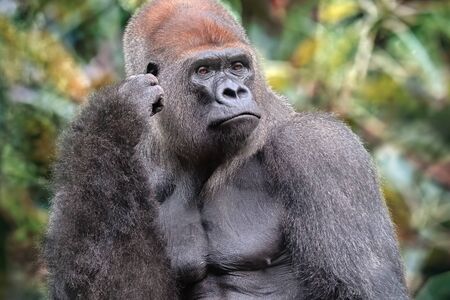 Gorilla of silverylpada posing in the nature. African wild animal. It is a primate similar to the monkeyの写真素材