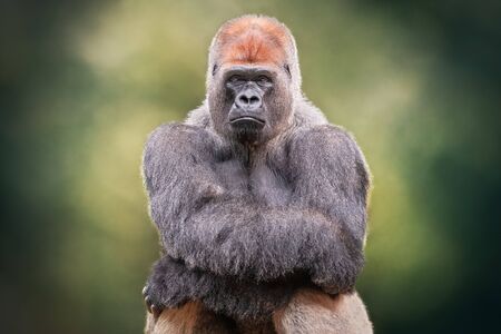 Portrait of a Silverback Gorilla crossing hands. African wild animal. It is a primate similar to the monkeyの写真素材