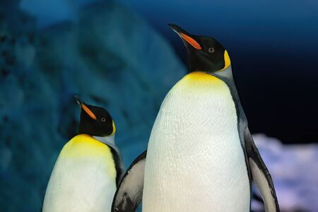 Several emperor penguins on the frosty Antarctica night. It is an animal that belongs to the species of birdsの写真素材