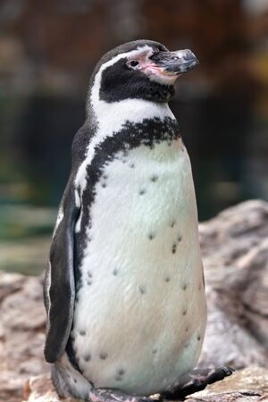 Funny humboldt penguin on the rocks. Sea water background. It's an animal that belongs to the birdsの写真素材