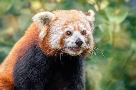 Wild red Panda with open mouth in nature. Blurred green backgroundの写真素材