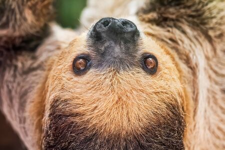 Close-up of a sloth hanging from a branch. Quiet and friendly wild animal. Front viewの写真素材