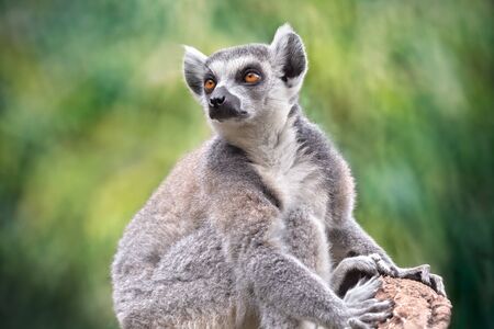 Portrait of wild lemur in nature. Lemuroidea primate. Green out-of-focus background