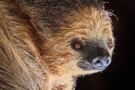 Close-up of a sloth hanging on a dark background. Quiet and friendly wild animalの写真素材