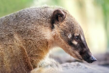 Close up of the wild coati in nature. Blurred green background