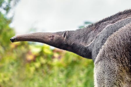 Anteater in nature. The scientific name of the animal is Vermilingua. Blurred green backgroundの写真素材