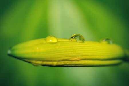 Macro of water drop on an unopened flower. Natural environment. close-up viewの写真素材