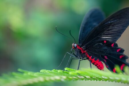 Scarlet mormon butterfly resting on a leaf (Papilio rumanzovia). Close-up. Defocused green backgroundの写真素材
