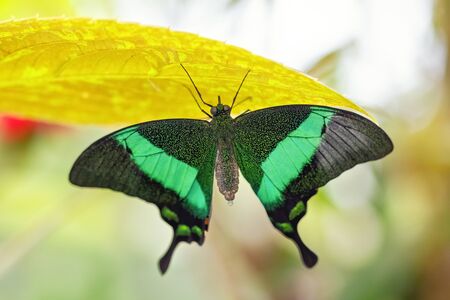 Swallowtails Butterfly posing on a yellow leaf (Papilio). Close-up. Bright backgroundの写真素材