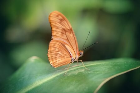 Julia butterfly in a leaf (Dryas iulia). Close-up. Green backgroundの写真素材