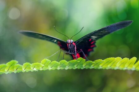 Scarlet mormon butterfly resting in a natural environment on a leaf (Papilio rumanzovia). Close-up. Blurred green backgroundの写真素材
