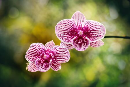 Close-up of two red and white orchids on an unfocused background. Macro image