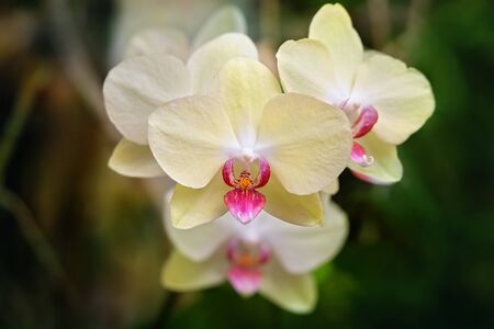 Close-up of a yellow and red orchid on an unfocused background. Macro imageの写真素材