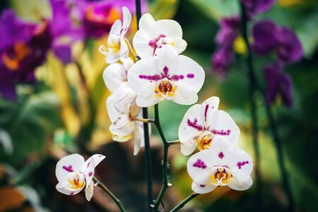 Close-up of several pink and white orchids with pink spots on a colorful background. Macro imageの写真素材