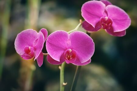 Several pink orchids on an unfocussed background. Several pink orchids on an unfocussed backgroundの写真素材