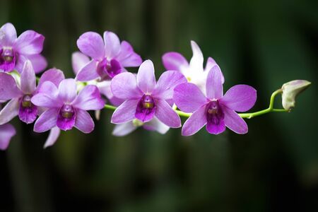 Several violet orchids on a dark green background. Image in the close-upの写真素材