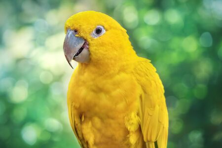 Portrait of a yellow parrot - Parakeet in a natural environment. Close-up of the bird in the wild....