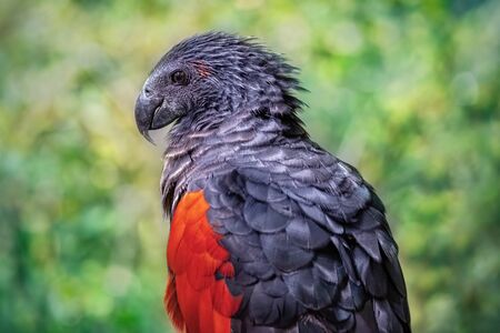 Portrait of a dark red parrot. Close-up of the bird in the wild. Defocused green backgroundの写真素材