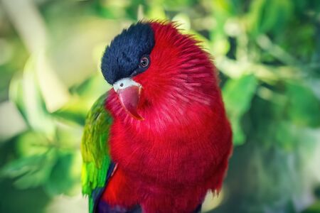 Black and Red Capped Parrot in the natural environment. Close-up. Blurred green background. Wild Birdの写真素材