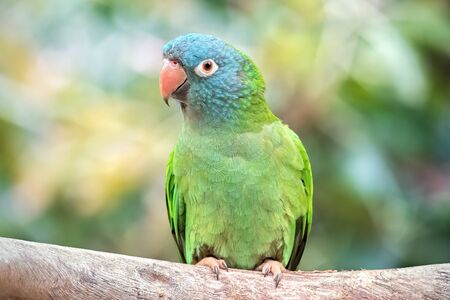 Blue-crowned Parrot in a Natural Environment. Bird in the Wild. Defocused green background