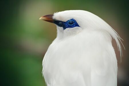 Portrait of a blue and white parrot. Close-up of the bird in the wild. Blurred green backgroundの写真素材