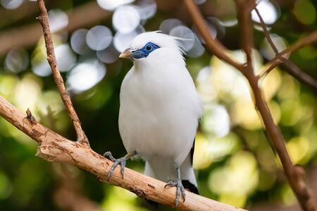 Blue and white parrot resting on a branch. Close-up of the bird in the wild. Blurred backgroundの写真素材