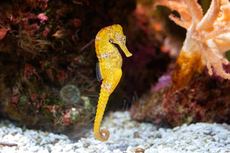 Slender seahorse in the rocky aquarium (Hippocampus reidi). Front Viewの写真素材