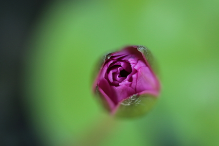 Lotus in focusの写真素材