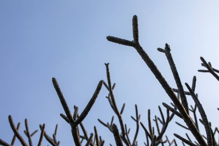 Leaf deciduous Plumeria in autumn with blue sky background, abstract