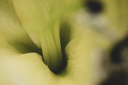 soft green pollen close up from macro lensの写真素材