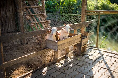 two goats poke out their head through wooden fence at farm in warm lightの写真素材
