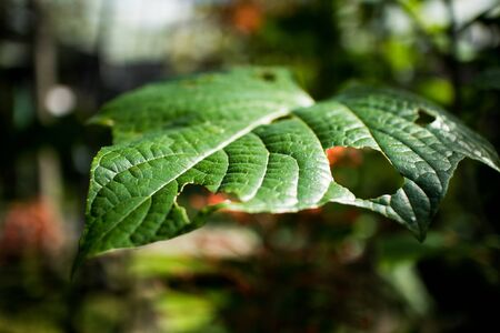 Holes on green leaf with natural light and background blurの写真素材