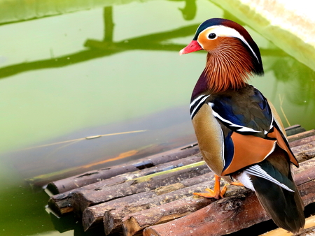 mandarin duck standstill on woodenbridge watersideの写真素材