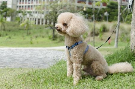 poodle with ownerの写真素材