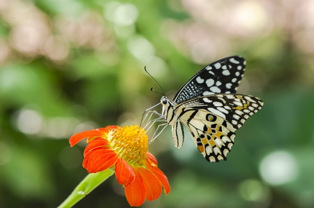 lime butterfly feeding on a flowerの写真素材