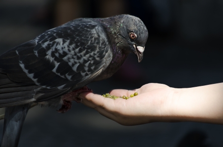 a pigeon feeding off a hand with seedsの写真素材