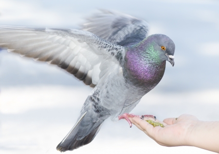 a pigeon feeding off a hand with seedsの写真素材