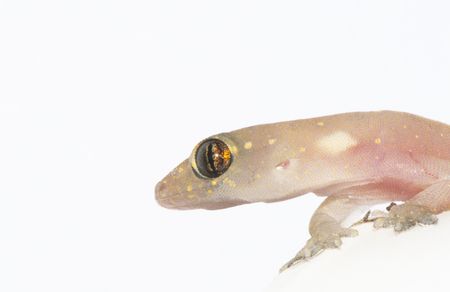 closed up of an isolated Gecko lizardの写真素材