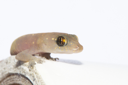 closed up of an isolated Gecko lizardの写真素材