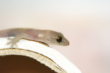 closed up of an isolated Gecko lizardの写真素材