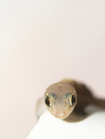closed up of an isolated Gecko lizardの写真素材